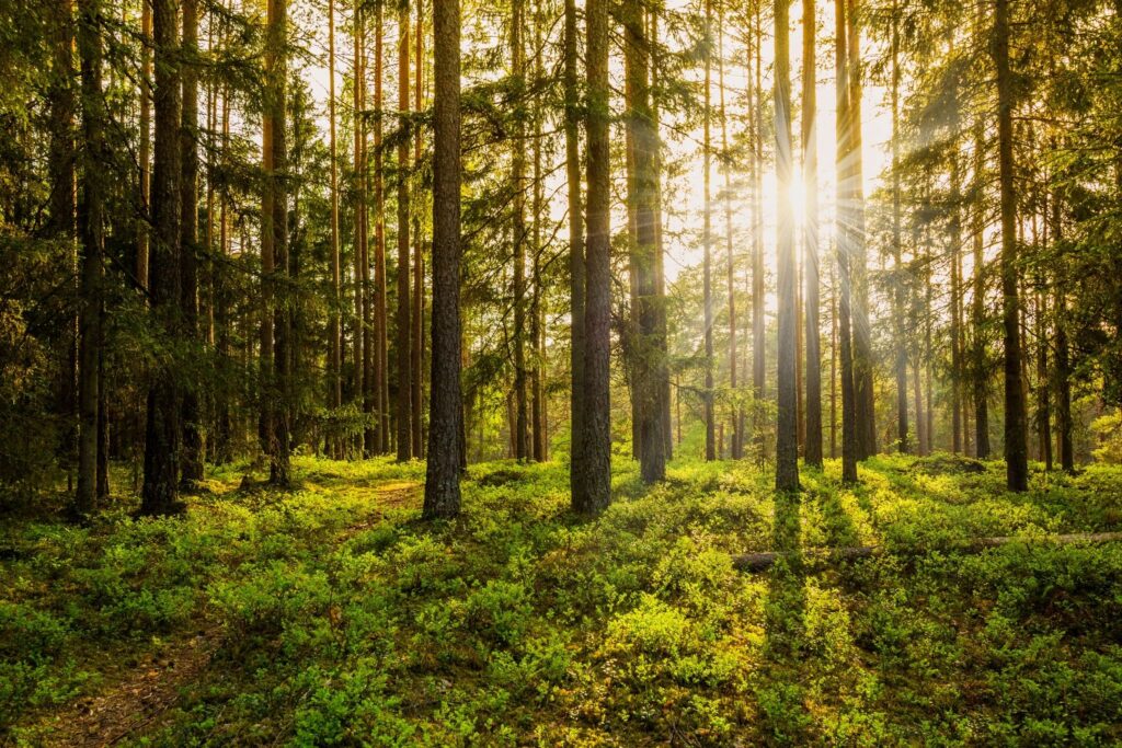 Forest with lush trees.